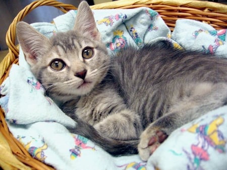 my sweet bed - basket, grey tiger, bed, kitten, little, sweet