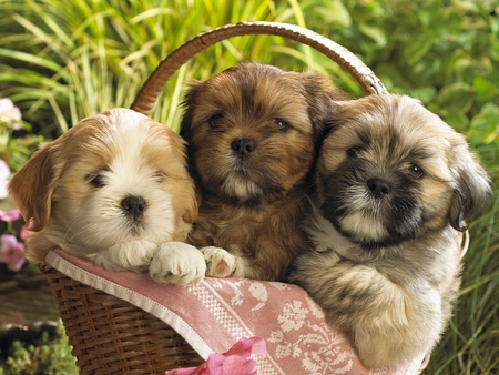 Fluffy little creatures - fluffy, pets, basket, dog, friendship, puppy, sweet, animals