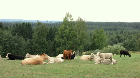 Cows - harmony, landscape, countryside, peaceful