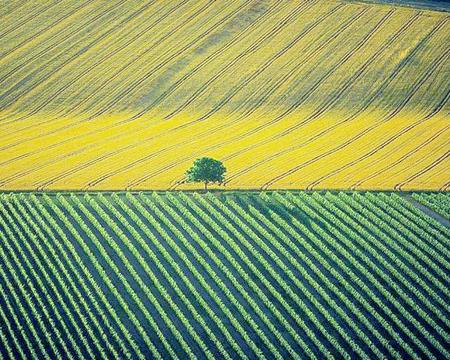 Farm !!! - nature, yellow, green, field, tree