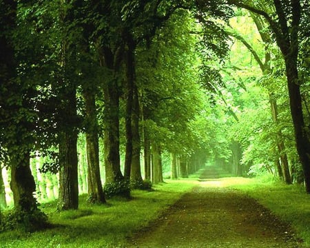 Trees With Road !!! - forests, nature, green, road, tree