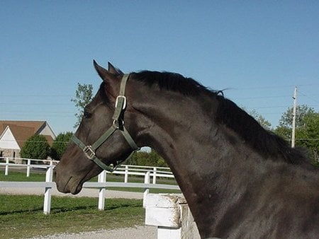 Thoroughbred Stallion - stallion, animal, horse