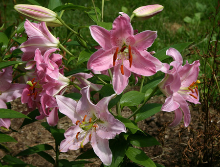 Lilies - lilies, earth, grass, pink, flowers, ground, soil, nature, green, garden