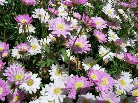 Spring Flowers - wildlife, spring, white, nature, pink, green, leaves, flowers, daisies, garden