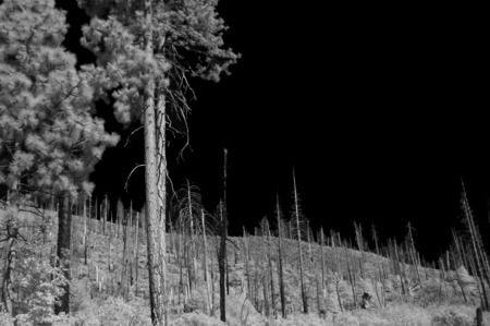 Yosemite  - infrared forest yosemite dark