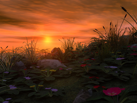 Sunset - sky, flowers, sunset, nature, grass