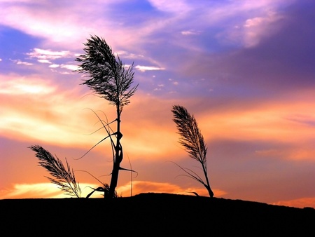 sunset over grass - grass