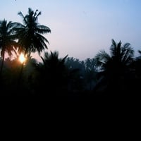 sunset  palm tree