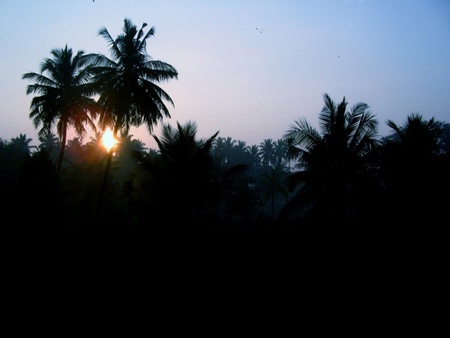 sunset  palm tree - sunset