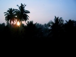 sunset  palm tree