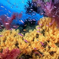 yellow corals 