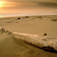 dead wood on beach