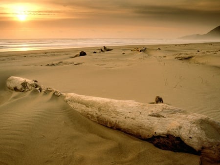 dead wood on beach - beach