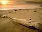 dead wood on beach