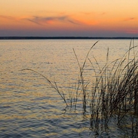 grass in water 