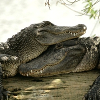 crocodile love