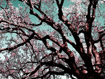 Cherry Blossom Color Filter pic  - spring, ggarfield, cherry blossom, tree