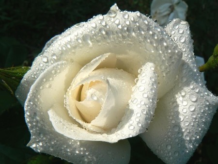 White Rose - rose, white, flower, nature