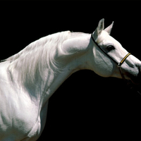 arabien stallion