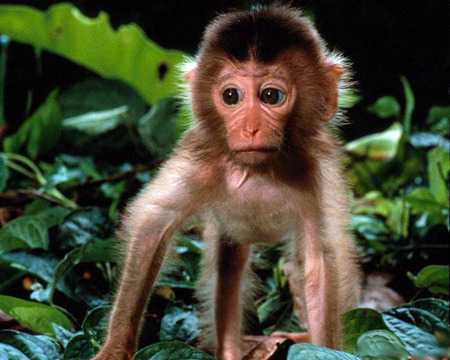 baby monkey - primate, monkey, cute, baby