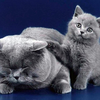 grey cats