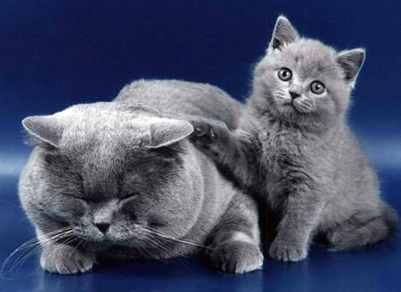 grey cats