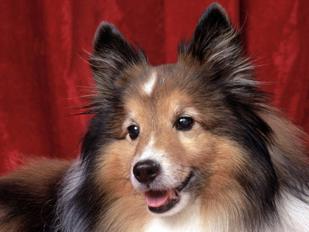 collie - collie, domestic, dog, lassie