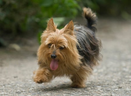 coming rigt now, please wait.. - cute, dog, domestic, terrier