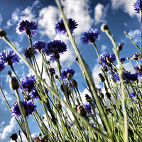 corn flowers