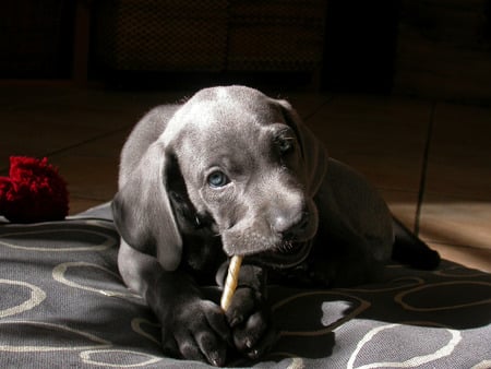 cutie pie - labrador, domestic, puppy, dog