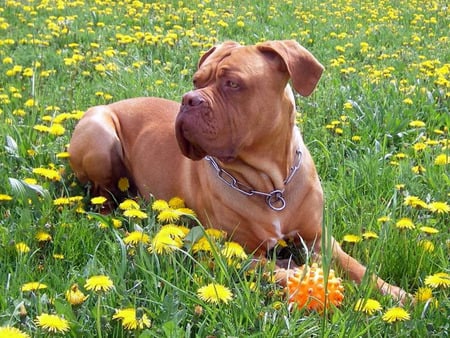 dogue de bordeaux - summer, dogue de bordeaux, domestic, dog