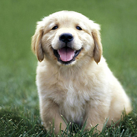 golden retreiver puppy