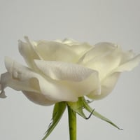 great white rose