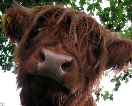 hello cow - cow, highland, domestic, farm