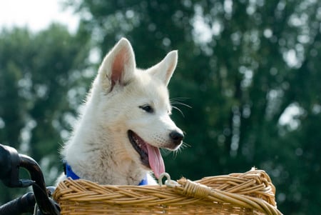 husky travels - dog, husky, domestic, happy