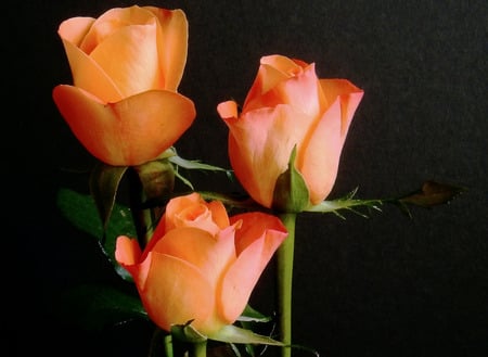 orange roses - flowers, three, orange, roses