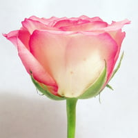 pink rose