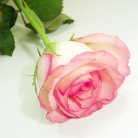 pink rose