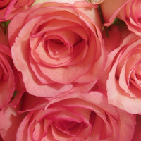 pink roses