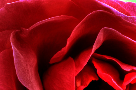 plain rose - red, makro, cool, rose