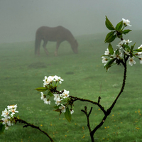 pure spring morning