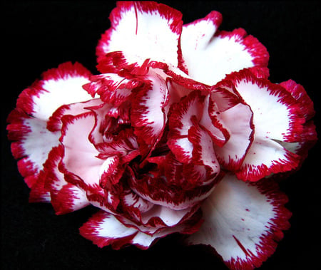 red and white carnation - white, carnation, flower, red