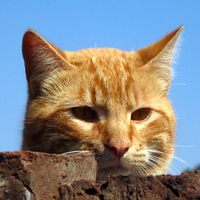 red cat