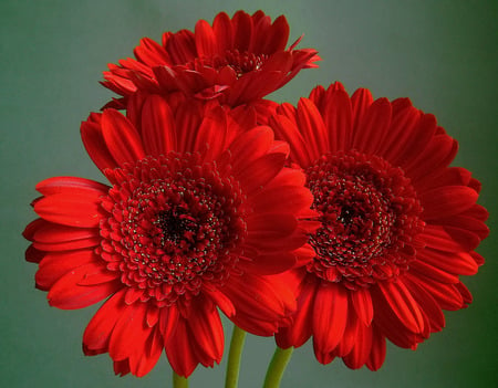 red gerbera - red, flower, gerbera, green