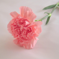 soft pink carnation