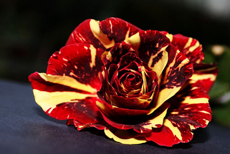 special rose - special, yellow, red, rose, flower