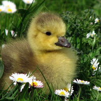 spring gosling