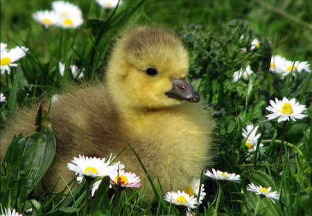 spring gosling - cute, gosling, spring, grass