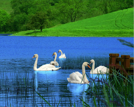 swan pond - birds, swans, blue, green