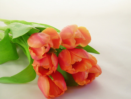 orange tulips - fancy, spring, flower, tulip